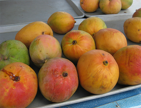les fruits les plus chers du monde mangue autralienne